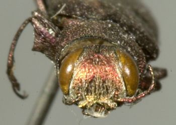 Media type: image;   Entomology 2687 Aspect: head frontal view